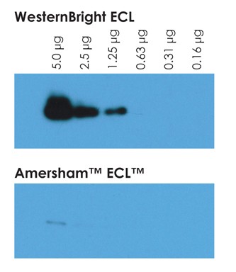 Westernbright ECL can detect up to 1.25 micrograms